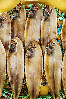 포토 JPG 주간 여행 건조 한국 어류 풍경 사람없음 야외 관광지 전라북도 특산물 국내여행 군산 박대 국내포토 자연요소 아시아 수중동물 전라도 파일형식