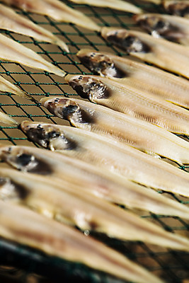 포토 JPG 주간 여행 건조 한국 어류 풍경 사람없음 야외 관광지 전라북도 특산물 국내여행 군산 박대 국내포토 자연요소 아시아 수중동물 전라도 파일형식