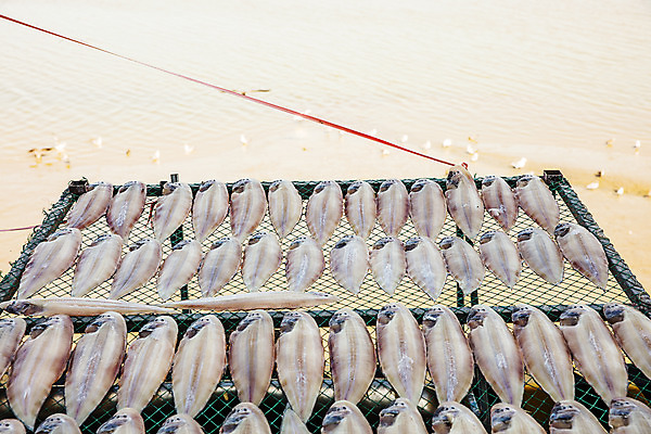 포토 JPG 주간 건조 한국 어류 풍경 사람없음 야외 전라북도 특산물 군산 수산물위판장 박대 국내포토 자연요소 산업 아시아 수중동물 전라도 파일형식