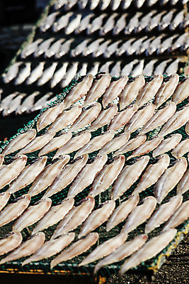 포토 JPG 주간 건조 한국 어류 풍경 사람없음 야외 전라북도 특산물 군산 수산물위판장 박대 국내포토 자연요소 산업 아시아 수중동물 전라도 파일형식