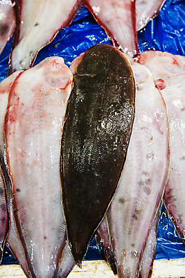 포토 JPG 주간 한국 어류 풍경 사람없음 야외 전라북도 특산물 군산 수산물위판장 박대 국내포토 자연요소 산업 아시아 수중동물 전라도 파일형식