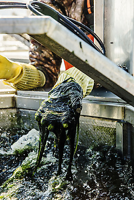 포토 JPG 주간 손 바다 여행 한국 어업 풍경 야외 신체부위 해조류 전라남도 양식장 국내여행 매생이 장흥 국내포토 자연요소 산업 아시아 사람 해양식물 전라도 경상북도 시설 파일형식