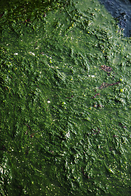 포토 JPG 주간 바다 여행 한국 어업 풍경 사람없음 야외 해조류 전라남도 양식장 남해 국내여행 매생이 장흥 국내포토 자연요소 산업 아시아 해양식물 전라도 경상북도 시설 파일형식