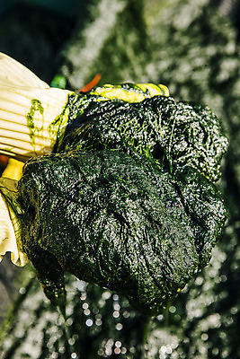 포토 JPG 주간 손 바다 여행 한국 어업 풍경 야외 신체부위 해조류 전라남도 양식장 국내여행 매생이 장흥 국내포토 자연요소 산업 아시아 사람 해양식물 전라도 경상북도 시설 파일형식