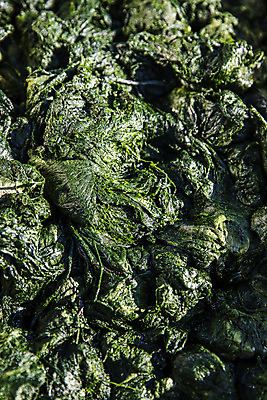 포토 JPG 주간 바다 여행 한국 어업 풍경 사람없음 야외 해조류 전라남도 국내여행 매생이 장흥 국내포토 자연요소 산업 아시아 해양식물 전라도 경상북도 파일형식