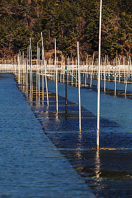 포토 JPG 주간 바다 여행 한국 어업 풍경 사람없음 야외 해조류 전라남도 양식장 국내여행 매생이 장흥 국내포토 자연요소 산업 아시아 해양식물 전라도 경상북도 시설 파일형식