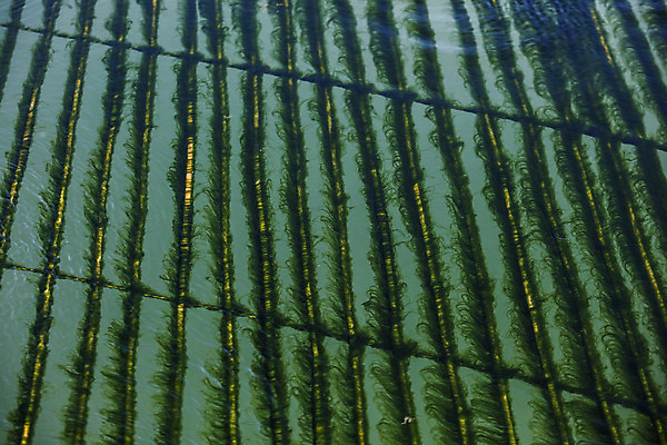포토 JPG 주간 바다 여행 한국 어업 풍경 사람없음 야외 해조류 전라남도 양식장 국내여행 매생이 장흥 국내포토 자연요소 산업 아시아 해양식물 전라도 경상북도 시설 파일형식