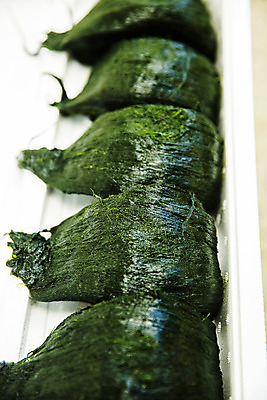 포토 JPG 주간 바다 여행 한국 어업 풍경 사람없음 야외 해조류 전라남도 양식장 국내여행 매생이 장흥 국내포토 자연요소 산업 아시아 해양식물 전라도 경상북도 시설 파일형식