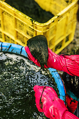 포토 JPG 주간 손 바다 여행 한국 어업 들기 풍경 야외 신체부위 해조류 전라남도 국내여행 매생이 장흥 국내포토 자연요소 산업 아시아 모션 사람 해양식물 전라도 경상북도 파일형식