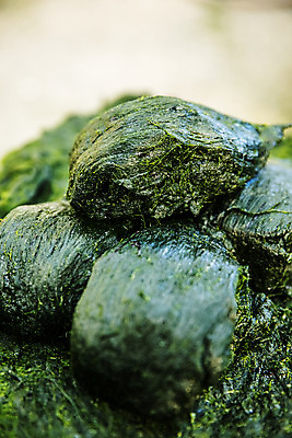 포토 JPG 주간 바다 여행 한국 어업 풍경 근접촬영 사람없음 야외 해조류 전라남도 국내여행 매생이 장흥 국내포토 자연요소 산업 아시아 뷰포인트 해양식물 전라도 경상북도 파일형식