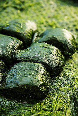 포토 JPG 주간 바다 여행 한국 어업 풍경 사람없음 야외 해조류 전라남도 국내여행 매생이 장흥 국내포토 자연요소 산업 아시아 해양식물 전라도 경상북도 파일형식