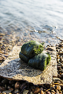 포토 JPG 주간 바다 여행 한국 어업 풍경 사람없음 야외 해조류 전라남도 국내여행 매생이 장흥 국내포토 자연요소 산업 아시아 해양식물 전라도 경상북도 파일형식