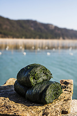 포토 JPG 주간 바다 여행 한국 어업 풍경 근접촬영 사람없음 야외 해조류 전라남도 국내여행 매생이 장흥 국내포토 자연요소 산업 아시아 뷰포인트 해양식물 전라도 경상북도 파일형식