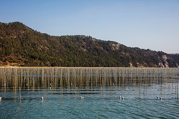 포토 JPG 주간 바다 여행 한국 어업 풍경 사람없음 야외 해조류 전라남도 양식장 국내여행 매생이 장흥 국내포토 자연요소 산업 아시아 해양식물 전라도 경상북도 시설 파일형식