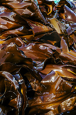 포토 JPG 주간 바다 여행 한국 어업 풍경 사람없음 야외 해조류 국내여행 다시마 국내포토 기장군 자연요소 산업 아시아 해양식물 부산 파일형식