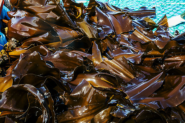 포토 JPG 주간 바다 여행 한국 어업 풍경 사람없음 야외 해조류 국내여행 다시마 국내포토 기장군 자연요소 산업 아시아 해양식물 부산 파일형식