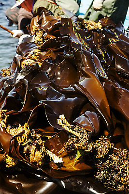 포토 JPG 주간 바다 여행 한국 어업 풍경 사람없음 야외 해조류 국내여행 다시마 국내포토 기장군 자연요소 산업 아시아 해양식물 부산 파일형식