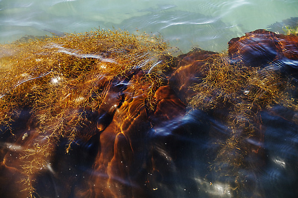 포토 JPG 주간 바다 여행 한국 어업 풍경 사람없음 야외 해조류 국내여행 다시마 국내포토 기장군 자연요소 산업 아시아 해양식물 부산 파일형식
