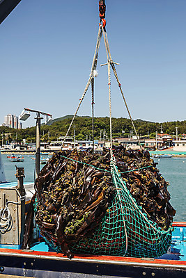 포토 JPG 주간 바다 여행 한국 어업 풍경 사람없음 야외 그물 해조류 국내여행 다시마 국내포토 기장군 자연요소 산업 아시아 해양식물 부산 파일형식