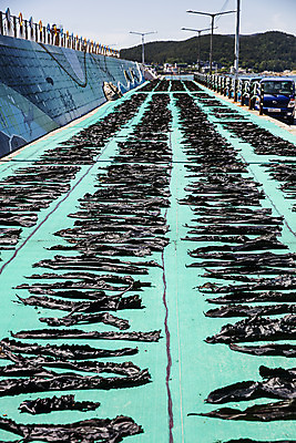 포토 JPG 주간 바다 여행 건조 한국 어업 풍경 사람없음 야외 해조류 국내여행 다시마 국내포토 기장군 자연요소 산업 아시아 해양식물 부산 파일형식