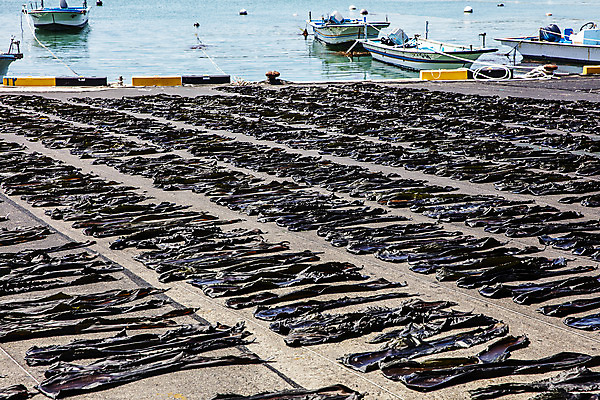 포토 JPG 주간 바다 여행 건조 한국 어업 풍경 사람없음 야외 해조류 국내여행 다시마 국내포토 기장군 자연요소 산업 아시아 해양식물 부산 파일형식