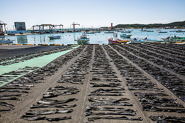 포토 JPG 주간 바다 여행 건조 한국 어업 풍경 사람없음 야외 해조류 국내여행 다시마 국내포토 기장군 자연요소 산업 아시아 해양식물 부산 파일형식