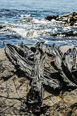 포토 JPG 주간 바다 여행 건조 한국 어업 풍경 사람없음 야외 해조류 국내여행 다시마 국내포토 기장군 자연요소 산업 아시아 해양식물 부산 파일형식