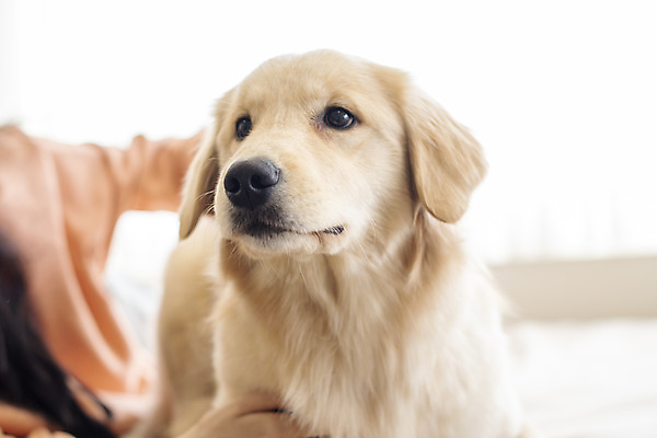 포토 JPG 한마리 여자 반려견 엎드리기 실내 한명 상반신 20대 성인 옆모습 반려동물 화목 한국인 침대 골든리트리버 강아지 즐거움 반려 성인여자한명만 쓰다듬기 펫팸족 국내포토 동물 1 감정 뷰포인트 가구 컨셉 모션 사람 동양인 청년 내부 개 리트리버 신조어 여자한명만 성인여자만 파일형식