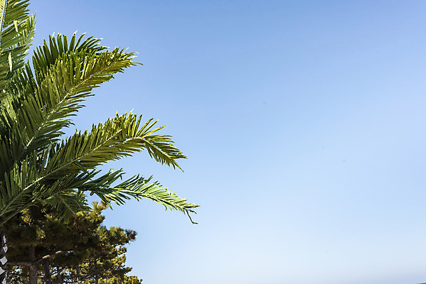 포토 JPG 주간 나무 구름 바다 로우앵글 여행 하늘 한국 풍경 해변 사람없음 야외 관광지 야자수 해수욕장 강원도 강릉 국내여행 주문진 국내포토 자연요소 식물 아시아 뷰포인트 파일형식