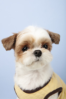 포토 JPG 스튜디오촬영 동물 한마리 반려견 실내 누끼 근접촬영 사람없음 앞모습 반려동물 귀여움 개 강아지 시츄 파란배경 반려 국내포토 1 뷰포인트 백그라운드 컨셉 포유류 내부 파란색 파일형식