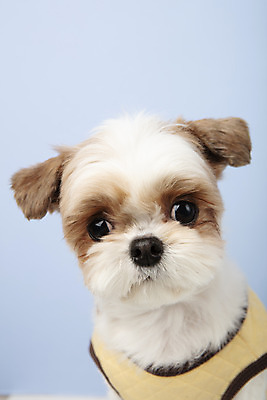 포토 JPG 스튜디오촬영 동물 한마리 반려견 실내 누끼 근접촬영 사람없음 앞모습 반려동물 귀여움 개 강아지 시츄 파란배경 반려 국내포토 1 뷰포인트 백그라운드 컨셉 포유류 내부 파란색 파일형식