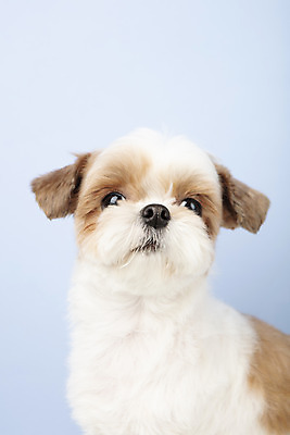포토 JPG 스튜디오촬영 동물 한마리 반려견 실내 누끼 근접촬영 사람없음 앞모습 반려동물 귀여움 개 강아지 시츄 파란배경 반려 국내포토 1 뷰포인트 백그라운드 컨셉 포유류 내부 파란색 파일형식