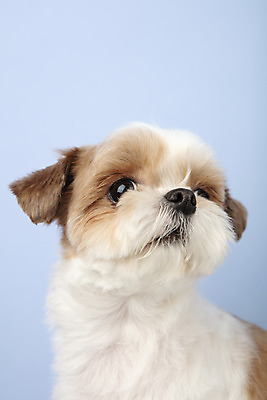 포토 JPG 스튜디오촬영 동물 한마리 반려견 실내 누끼 근접촬영 사람없음 앞모습 반려동물 귀여움 개 강아지 시츄 파란배경 반려 국내포토 1 뷰포인트 백그라운드 컨셉 포유류 내부 파란색 파일형식