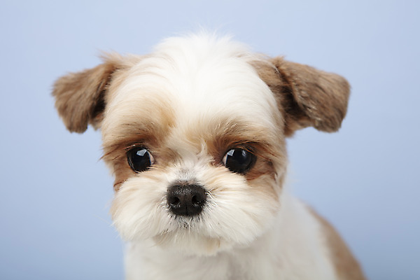 포토 JPG 스튜디오촬영 동물 한마리 반려견 실내 누끼 근접촬영 사람없음 앞모습 반려동물 귀여움 개 강아지 시츄 파란배경 반려 국내포토 1 뷰포인트 백그라운드 컨셉 포유류 내부 파란색 파일형식