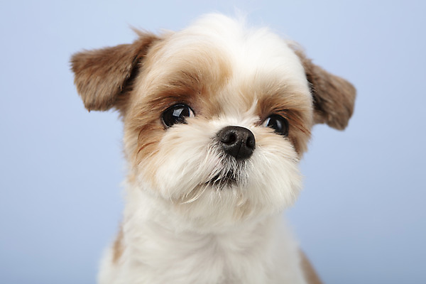포토 JPG 스튜디오촬영 동물 한마리 반려견 실내 누끼 근접촬영 사람없음 앞모습 반려동물 귀여움 개 강아지 시츄 파란배경 반려 국내포토 1 뷰포인트 백그라운드 컨셉 포유류 내부 파란색 파일형식