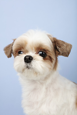 포토 JPG 스튜디오촬영 동물 한마리 반려견 실내 누끼 근접촬영 사람없음 앞모습 반려동물 귀여움 개 강아지 시츄 파란배경 반려 국내포토 1 뷰포인트 백그라운드 컨셉 포유류 내부 파란색 파일형식