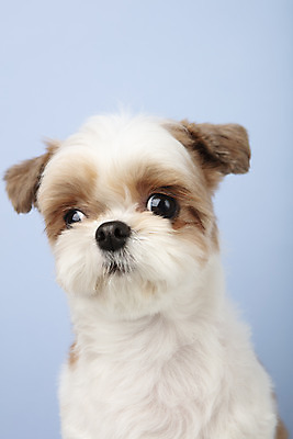 포토 JPG 스튜디오촬영 동물 한마리 반려견 실내 누끼 근접촬영 사람없음 앞모습 반려동물 귀여움 개 강아지 시츄 파란배경 반려 국내포토 1 뷰포인트 백그라운드 컨셉 포유류 내부 파란색 파일형식