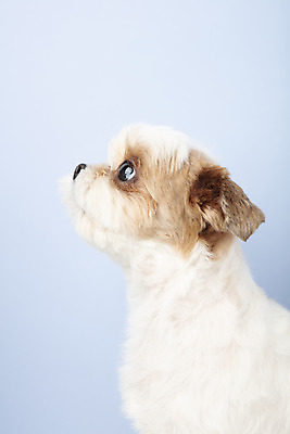 포토 JPG 스튜디오촬영 동물 한마리 응시 반려견 실내 누끼 근접촬영 사람없음 옆모습 반려동물 귀여움 개 강아지 시츄 파란배경 반려 국내포토 1 시선 뷰포인트 백그라운드 컨셉 포유류 내부 파란색 파일형식