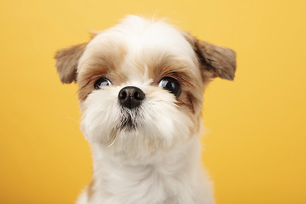 포토 JPG 스튜디오촬영 동물 한마리 반려견 실내 누끼 근접촬영 사람없음 앞모습 반려동물 귀여움 개 강아지 시츄 노란배경 반려 국내포토 1 뷰포인트 백그라운드 컨셉 포유류 내부 노란색 파일형식