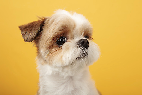 포토 JPG 스튜디오촬영 동물 한마리 반려견 실내 누끼 근접촬영 사람없음 앞모습 반려동물 귀여움 개 강아지 시츄 노란배경 반려 국내포토 1 뷰포인트 백그라운드 컨셉 포유류 내부 노란색 파일형식