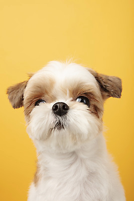 포토 JPG 스튜디오촬영 동물 한마리 반려견 실내 누끼 근접촬영 사람없음 앞모습 반려동물 귀여움 개 강아지 시츄 노란배경 반려 국내포토 1 뷰포인트 백그라운드 컨셉 포유류 내부 노란색 파일형식