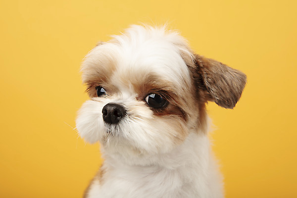 포토 JPG 스튜디오촬영 동물 한마리 반려견 실내 누끼 근접촬영 사람없음 앞모습 반려동물 귀여움 개 강아지 시츄 노란배경 반려 국내포토 1 뷰포인트 백그라운드 컨셉 포유류 내부 노란색 파일형식