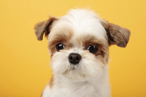 포토 JPG 스튜디오촬영 동물 한마리 반려견 실내 누끼 근접촬영 사람없음 앞모습 반려동물 귀여움 개 강아지 시츄 노란배경 반려 국내포토 1 뷰포인트 백그라운드 컨셉 포유류 내부 노란색 파일형식