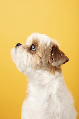 포토 JPG 스튜디오촬영 동물 한마리 반려견 실내 누끼 근접촬영 사람없음 옆모습 반려동물 귀여움 개 강아지 시츄 노란배경 반려 국내포토 1 뷰포인트 백그라운드 컨셉 포유류 내부 노란색 파일형식
