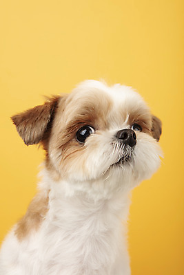 포토 JPG 스튜디오촬영 동물 한마리 반려견 실내 누끼 근접촬영 사람없음 앞모습 반려동물 귀여움 개 강아지 시츄 노란배경 반려 국내포토 1 뷰포인트 백그라운드 컨셉 포유류 내부 노란색 파일형식