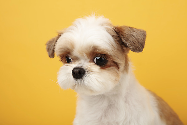 포토 JPG 스튜디오촬영 동물 한마리 반려견 실내 누끼 근접촬영 사람없음 앞모습 반려동물 귀여움 개 강아지 시츄 노란배경 반려 국내포토 1 뷰포인트 백그라운드 컨셉 포유류 내부 노란색 파일형식