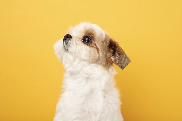 포토 JPG 스튜디오촬영 동물 한마리 반려견 실내 누끼 근접촬영 사람없음 앞모습 반려동물 귀여움 올려보기 개 강아지 시츄 노란배경 반려 국내포토 1 뷰포인트 백그라운드 컨셉 포유류 모션 내부 노란색 파일형식