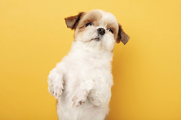 포토 JPG 스튜디오촬영 동물 한마리 반려견 실내 서기 누끼 근접촬영 사람없음 앞모습 반려동물 귀여움 개 강아지 시츄 노란배경 반려 국내포토 1 뷰포인트 백그라운드 컨셉 포유류 모션 내부 노란색 파일형식