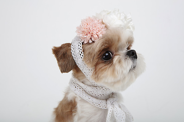 포토 JPG 스튜디오촬영 동물 한마리 꽃 반려견 실내 누끼 근접촬영 사람없음 앞모습 반려동물 귀여움 화관 개 강아지 시츄 흰배경 반려 국내포토 식물 1 뷰포인트 백그라운드 컨셉 포유류 내부 흰색 파일형식