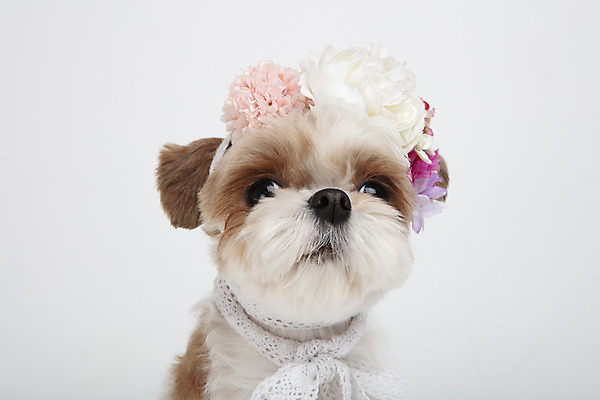 포토 JPG 스튜디오촬영 동물 한마리 꽃 반려견 실내 누끼 근접촬영 사람없음 앞모습 반려동물 귀여움 화관 개 강아지 시츄 흰배경 반려 국내포토 식물 1 뷰포인트 백그라운드 컨셉 포유류 내부 흰색 파일형식